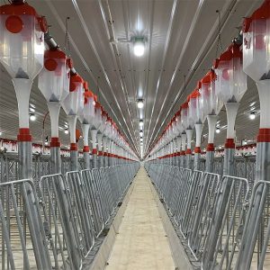Sistema de alimentação automática com corrente de discos para suínos