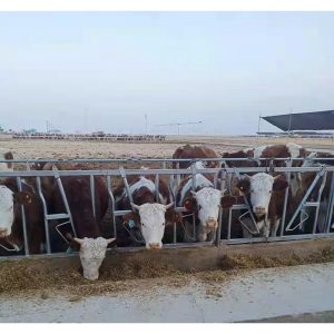 cabeçote para gado e jugo galvanizado a quente para pescoço de vaca