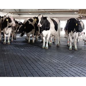 Tapete de borracha para vacas